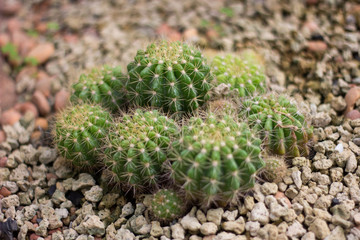Naklejka na ściany i meble cactus in garden