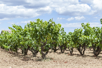 Fototapeta na wymiar Vineyards in Penedes wine area.