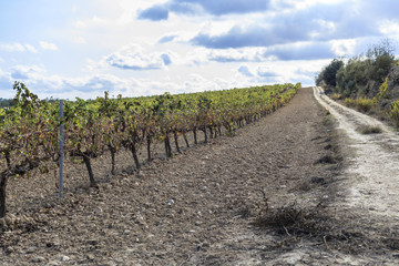 Fototapeta na wymiar Landscape with vineyards in Penedes,wine cava region,Vilafranca del Penedes,Catalonia,Spain.