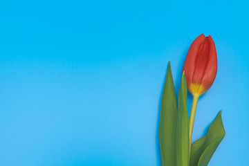 One fresh red tulip on blue pastel background.