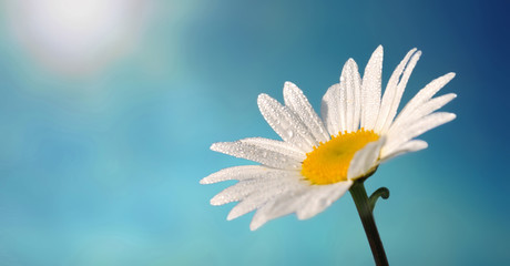 beautiful white daisy covered with dew in sunlight in blue sky background - Powered by Adobe