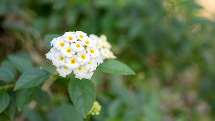 White Hedge flower in a garden.