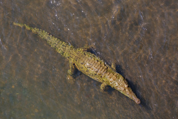 Crocodile