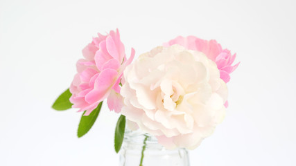 Rose flower in a vase on a white background.