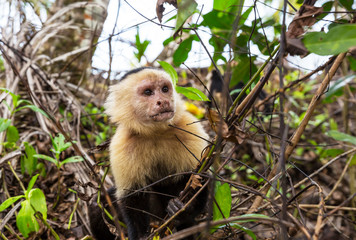 Monkey in Costa Rica