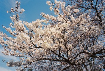 桜咲く