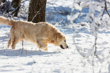 Retriever in winter forest