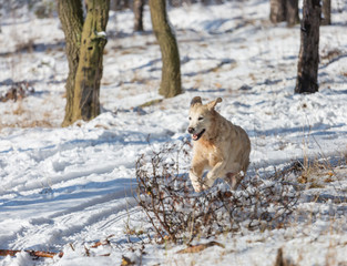 Retriever in winter forest
