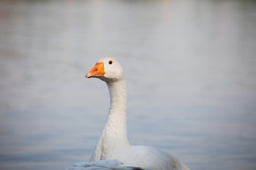 goose