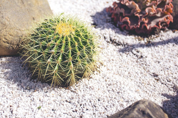 famous golden barrel cactus Echinocactus grusonii Hildm in the rock garden