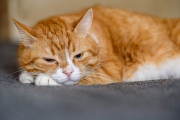 portrait of a domestic cat