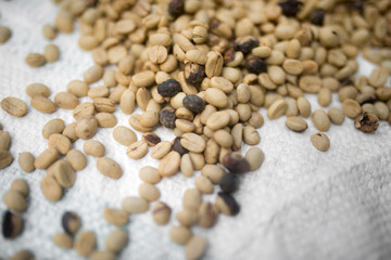 Bag of unroasted coffee beans, Medellin