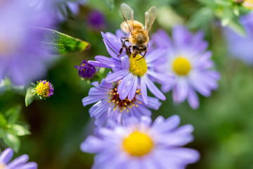 Bee on the purple flower. Macro insect