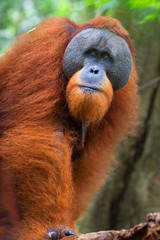 Close up of orangutan male, chief of a monkey family, looking around