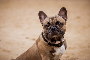Beautiful French Bulldog Dog