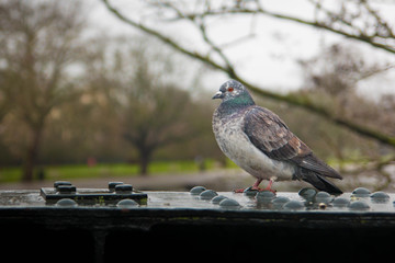 Pigeon profile portrait - London, UK. With copyspace.