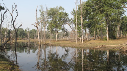 Obraz premium Arbres se reflétant dans l'eau