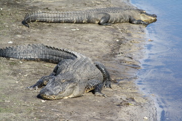 Two alligators lying on the river beach in Myakka State Park, Forida.