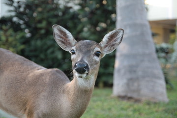 Key deer (Odocoileus virginianus clavium) eating grass, Florida Keys.