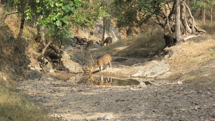 Daim au bord de l'eau
