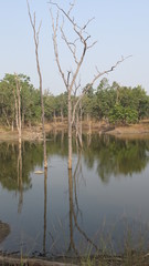 Obraz premium Arbres se reflétant dans l'eau