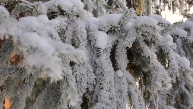 Beautiful sunny snowy winter landscape. Closeup view of thickly covered with fresh snow fluffy huge evergreen fir trees. Beauty of winter season concept.