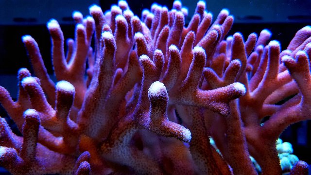 Amazing shape of sps coral in reef aquarium tank