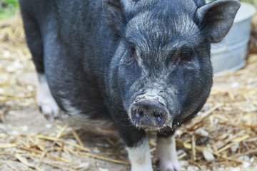 Fototapeta premium Black pig walking around the farm