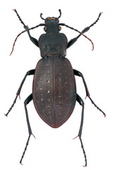 Carabus hortensis is a member of a ground beetle family Carabidae on a white background