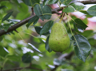Pear hanging in a tree