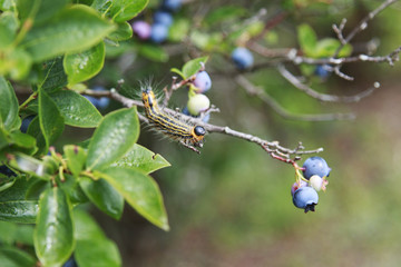 Yellow-necked caterpillar on Blueberry Bush