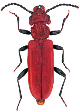 Cucujus haematodes is a species of beetles in the family Cucujidae threatened species in Europe