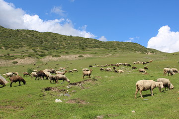 Alpine pasture.