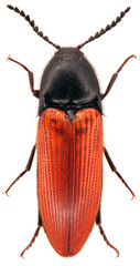 Ampedus is a species of click beetle belonging to the family Elateridae on a white background