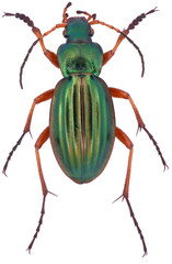Carabus auratus the golden ground beetle is a member of the family Carabidae, on a white background