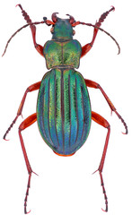 Carabus auronitens male is a member of the family Carabidae, on a white background