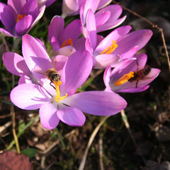 Crocus flowers with a honey bee .Apis mellifera on pink flower
