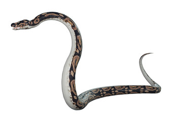 3D Rendering Ball Python on White