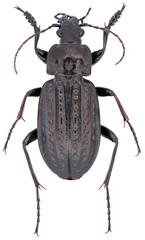 Carabus clatratus is a member of a ground beetle family Carabidae, on a white background