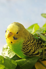 A wavy parrot in green color. A wavy parrot sits on a branch against the sky. Bird on the sky background.