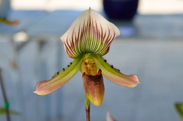 Close up Paphiopedilum callosum (Orchidaceae)