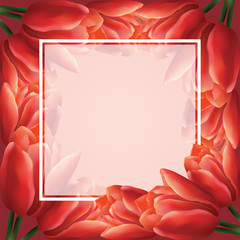 Vector greeting card template with red tulip flowers and translucent square frame. Realistic meshes petals. For mother's day, women's day or st.valentine's day design