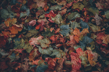 Autumn leaves dark colorful textured background