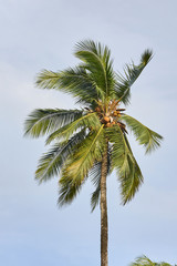 Fototapeta na wymiar Green palm trees. Clear blue sky
