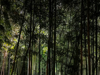 Bosque de bambú iluminado de noche