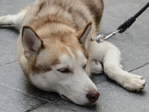 Perro fiel  atado y descansando