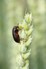 Zabrus tenebrioides is a species of black ground beetle (Carabidae). A pest that eats wheat cereal