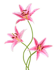 Three pink lily flowers. Isolated on white background