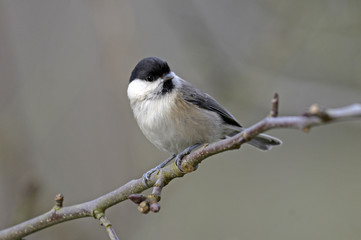 Weidenmeise (Poecile montanus) - Willow tit