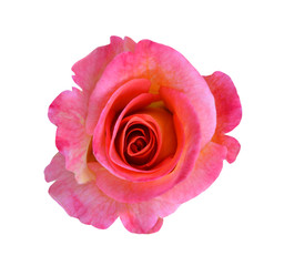 A pink rose flower